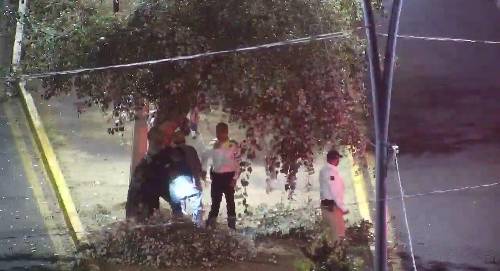 Por poda clandestina de árboles, detienen a cuatro personas en Metepec